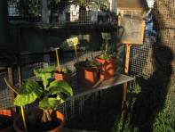 foto di Biocentralina