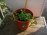 foto di Medicago sativa