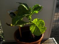 foto di Nicotiana tabacum