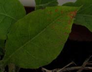 foto di Foglia di Nicotiana tabacum