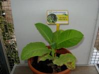 foto di Nicotiana tabacum