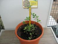 foto di Medicago sativa