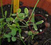 foto di Foglie di Medicago sativa