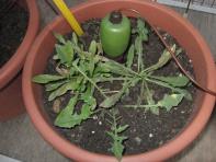 foto di Taraxacum officinale