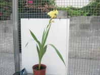 foto di Gladiolus gandavensis