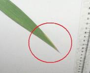 foto di Foglia di Gladiolus gandavensis