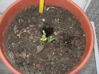 foto di Medicago sativa