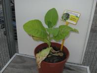 foto di Nicotiana tabacum