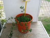 foto di Medicago sativa