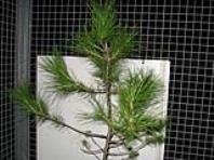 foto di Pinus sp.