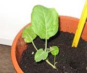 foto di Brassica oleracea