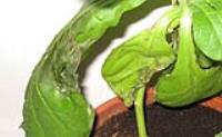 foto di Foglie di Nicotiana tabacum