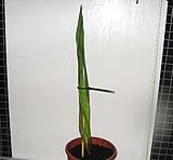 foto di Gladiolus gandavensis