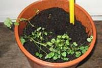 foto di Medicago sativa