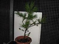 foto di Pinus sp.