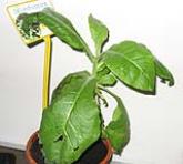 foto di Nicotiana tabacum