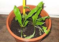 foto di Taraxacum officinale