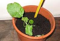 foto di Brassica oleracea
