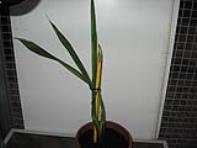 foto di Gladiolus gandavensis