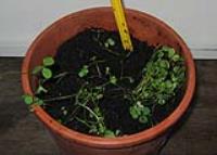 foto di Medicago sativa