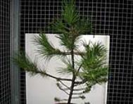 foto di Pinus sp.