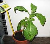 foto di Nicotiana tabacum