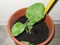 foto di Brassica oleracea