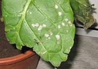 foto di Foglia di Nicotiana tabacum