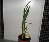 foto di Gladiolus gandavensis