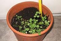 foto di Medicago sativa