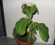 foto di Nicotiana tabacum