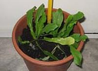 foto di Taraxacum officinale