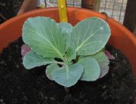 foto di Brassica oleracea