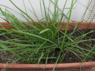 foto di Lolium perenne