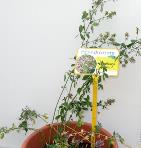 foto di Medicago sativa
