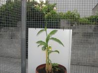 foto di Nicotiana tabacum, cv.BelW3