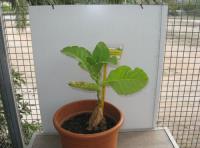 foto di Nicotiana tabacum