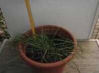 foto di Lolium perenne