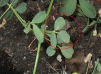 foto di Foglie di Medicago sativa