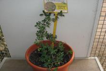 foto di Medicago sativa