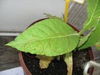 foto di Foglia di Nicotiana tabacum