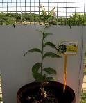 foto di Nicotiana tabacum, cv.BelW3