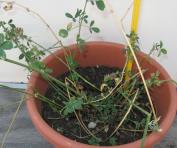 foto di Medicago sativa