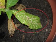foto di Foglia di Nicotiana tabacum