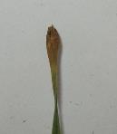 foto di Foglia di Gladiolus gandavensis