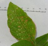 foto di Foglia di Nicotiana tabacum