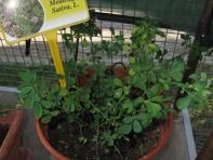 foto di Medicago sativa
