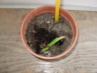foto di Gladiolus gandavensis