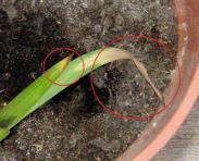 foto di Foglia di Gladiolus gandavensis