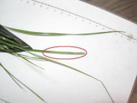 foto di Foglie di Lolium perenne